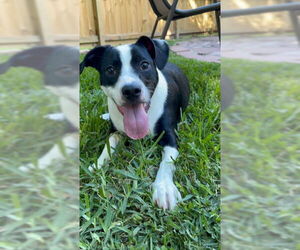 Mutt Dogs for adoption in The Woodlands, TX, USA