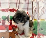 Small Photo #5 Zuchon Puppy For Sale in SYLMAR, CA, USA