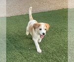 Small #10 Beagle-Colonial Cocker Spaniel Mix