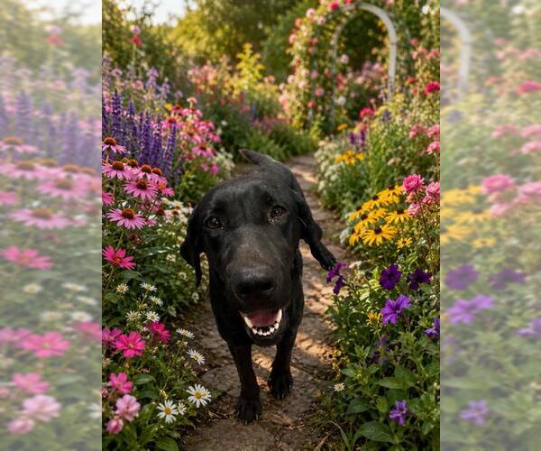 Medium Photo #1 Labrador Retriever Puppy For Sale in Globe, AZ, USA
