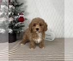 Small #1 Cavapoo (Miniature)