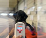 Small #3 Labrador Retriever Mix