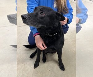 Labrador Retriever-Unknown Mix Dogs for adoption in Pierceton , IN, USA