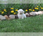 Small Photo #38 Bichon Frise Puppy For Sale in HUMBOLDT, IL, USA