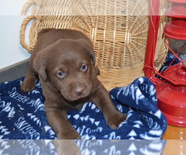 Medium Photo #7 Labrador Retriever Puppy For Sale in GREENWOOD, WI, USA