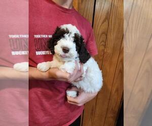 Poodle (Miniature) Puppy for sale in PERRYSVILLE, OH, USA