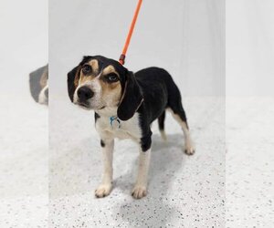 Beagle Dogs for adoption in Maple Grove, MN, USA