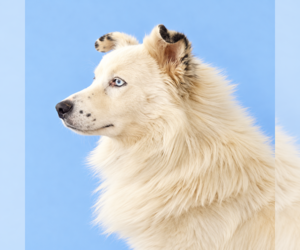 Australian Shepherd Dogs for adoption in Pasadena, CA, USA