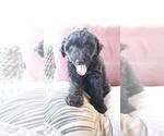 Small Photo #44 Aussiedoodle Puppy For Sale in CONWAY, SC, USA