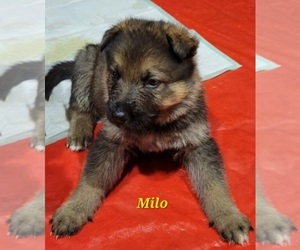 German Shepherd Dog Puppy for sale in LORAIN, OH, USA