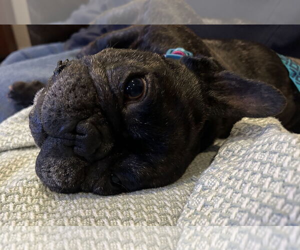 Medium Photo #1 French Bulldog Puppy For Sale in San Jose, CA, USA