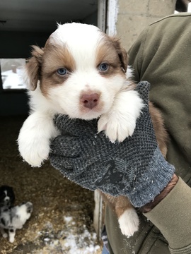 Medium Photo #9 Australian Shepherd Puppy For Sale in CANTON, OH, USA