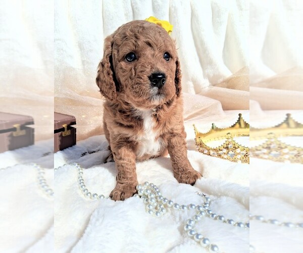 Medium Photo #26 Goldendoodle (Miniature) Puppy For Sale in GASTONIA, NC, USA