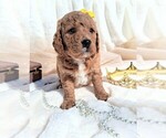 Small Photo #26 Goldendoodle (Miniature) Puppy For Sale in GASTONIA, NC, USA