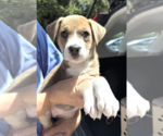 Small #4 Mutt