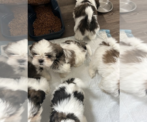 Medium Photo #4 Shih Tzu Puppy For Sale in BAKERSFIELD, CA, USA