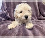 Small #1 Poodle (Miniature) Mix