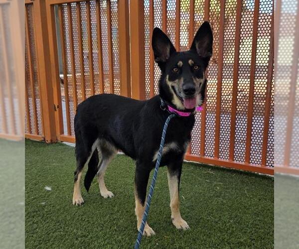 Medium Photo #2 German Shepherd Dog-Unknown Mix Puppy For Sale in Las Vegas, NV, USA