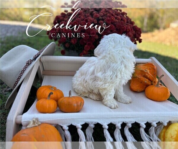 Medium Photo #8 Havachon Puppy For Sale in NIANGUA, MO, USA