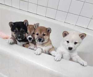 Shiba Inu Puppy for sale in HOMESTEAD, FL, USA
