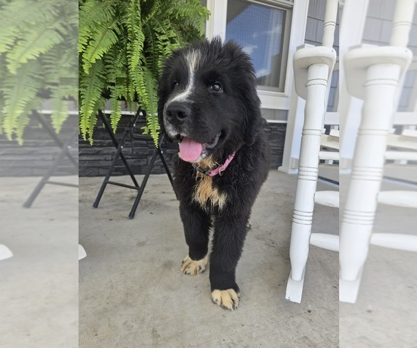 Medium Photo #10 Newfoundland Puppy For Sale in TILTON, IL, USA