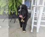 Small #9 Newfoundland