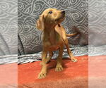Small #2 Labrador Retriever Mix