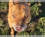 ROO - Male Mutt Dog for Adoption - Small photo