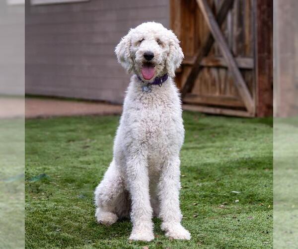 Medium Photo #1 Poodle (Standard) Puppy For Sale in San Diego, CA, USA