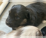 Small Photo #13 Miniature Australian Shepherd Puppy For Sale in BETHANY, IL, USA