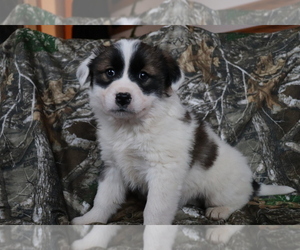 Akita-Unknown Mix Puppy for sale in SHILOH, OH, USA