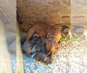 Mother of the Chesapeake Bay Retriever puppies born on 03/24/2022