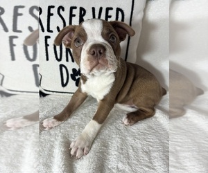 Boston Terrier Puppy for sale in GREENFIELD, IN, USA