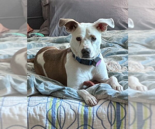 Medium Photo #24 Mutt Puppy For Sale in Atlanta, GA, USA