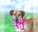 Small #2 Mountain Cur Mix
