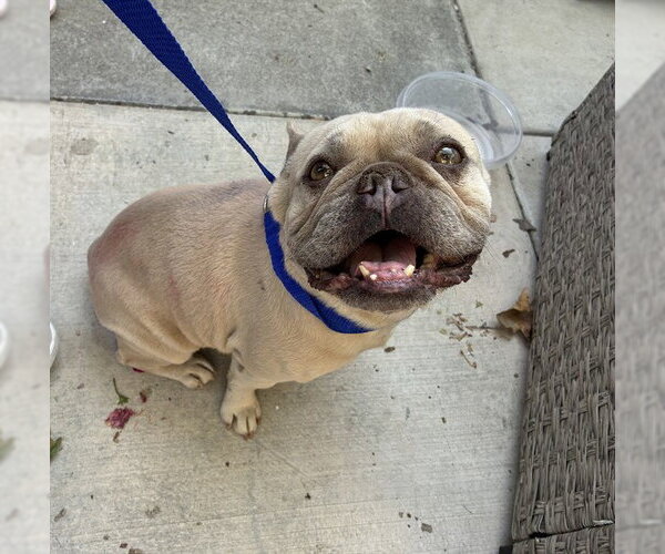 Medium Photo #1 French Bulldog Puppy For Sale in Rancho Cucamonga, CA, USA