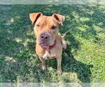 Small #1 American Pit Bull Terrier