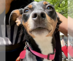 Small #3 Miniature Pinscher Mix