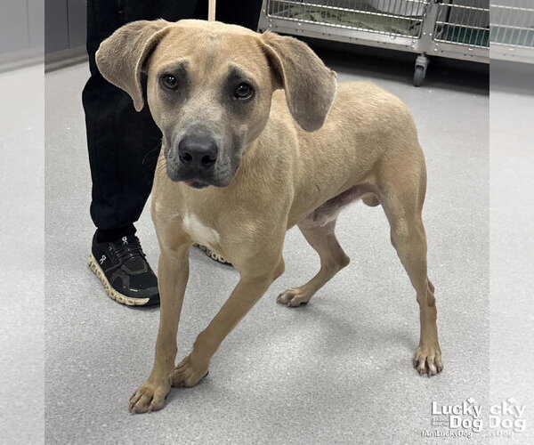 Medium Photo #2 Labrador Retriever-Unknown Mix Puppy For Sale in Washington, DC, USA