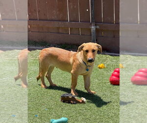 Jojo - Male Labrador Retriever Dog for Adoption - Photo #17