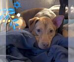 Small #4 American Pit Bull Terrier Mix