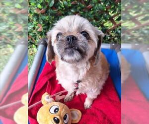Shih Tzu-Unknown Mix Dogs for adoption in Woodland, CA, USA