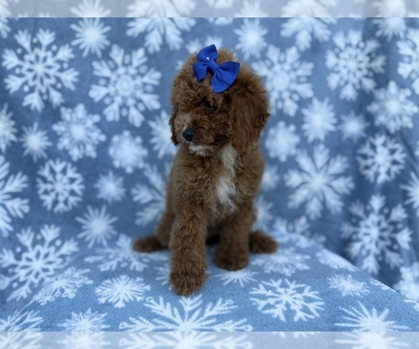 Medium Photo #4 Cock-A-Poo Puppy For Sale in LAKELAND, FL, USA