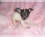 Small #3 Chihuahua