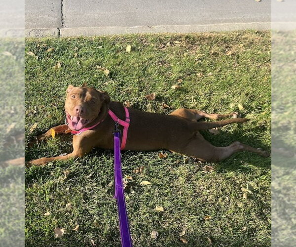 Medium Photo #2 Labrador Retriever-Unknown Mix Puppy For Sale in Minneapolis, MN, USA