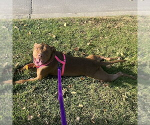 Rhea - Female Labrador Retriever-Unknown Mix Dog for Adoption - Photo #2