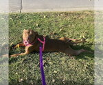 Small Photo #2 Labrador Retriever-Unknown Mix Puppy For Sale in Minneapolis, MN, USA