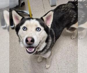 Siberian Husky Dogs for adoption in Bakersfield, CA, USA