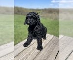Small #10 Labradoodle