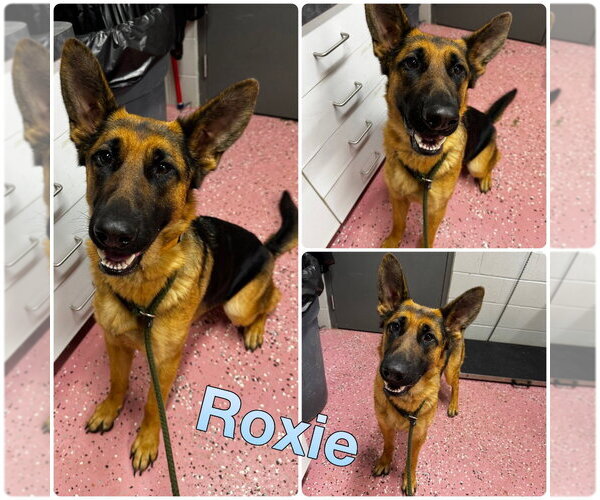 Medium Photo #1 German Shepherd Dog Puppy For Sale in Pierceton , IN, USA